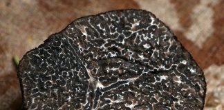 La trufa negra, un cultivo alternativo y rentable en Castilla-La Mancha