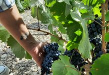 Opinión. Las uvas de la amistad. Empar Juan Esteve vendimia