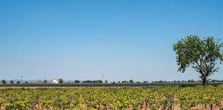 Las reducciones para regadío aplicadas en 2021 en Mancha Occidental II “están debidamente justificadas” viñas