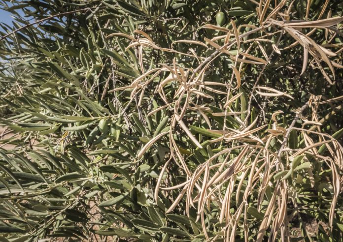 Olive trees infected by the dreaded bacteria called Xylella fastidiosa, is known in Europe as the ebola of the olive tree, Jaen, Andalucia, Spain
