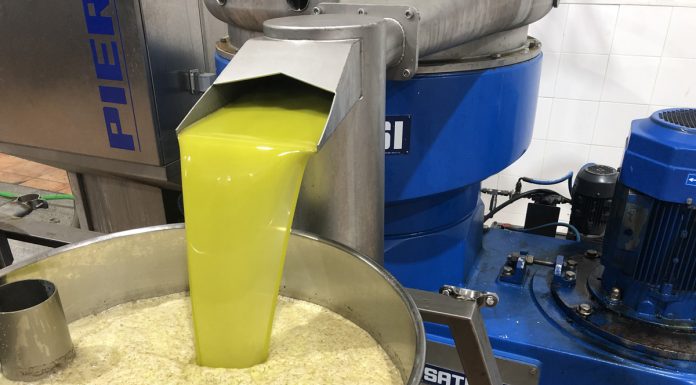 La producción en enero de aceite, a pesar de las continuas precipitaciones, se cifra en 321.040 toneladas aceite a granel