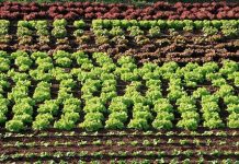 Exige igualdad de reglas para proteger a los productores ecológicos europeos frente a importaciones desleales agricultura ecologica