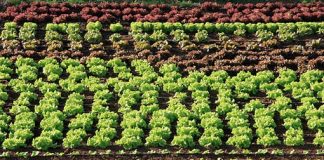 Tocados pero no hundidos, los agricultores de cultivo ecológico salen a flote de la sequía agricultura ecologica