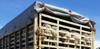 Europarlamentarios y organizaciones instan a la prohibición del transporte de animales vivos transporte de ganado