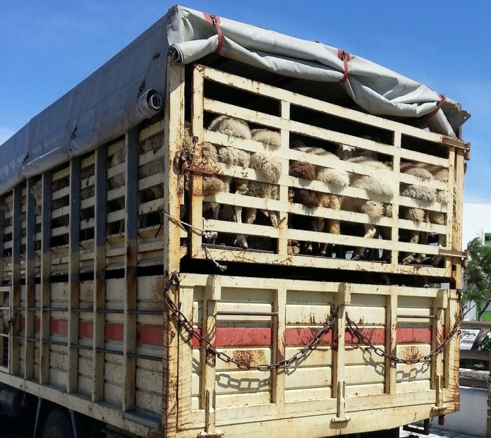 transporte de ganado