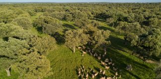 Inseguridad jurídica de la nueva PAC. Unión de Uniones de Agricultores y Ganaderos de Castilla-La Mancha rebaño de ovejas