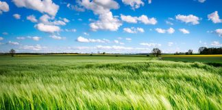 Los agricultores tendrán que tomar ya esta campaña PAC las decisiones sobre qué van a producir o a qué ecoesquema se van a acoger