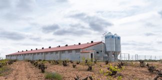 ASAJA Cuenca rechaza la moratoria del Gobierno de Castilla-La Mancha para la instalación de granjas de porcino granja porcina