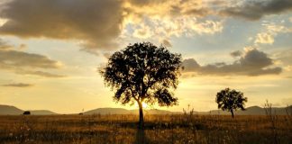 Más de 600 especies de invertebrados se alimentan de la encina encina