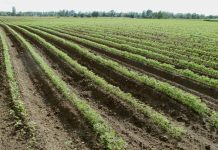 Los créditos de carbono para profesionales agrícolas se materializan: de 40 a 90 euros por hectárea suelos