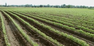 Inteligencia artificial para conocer la salud del suelo de Europa suelos