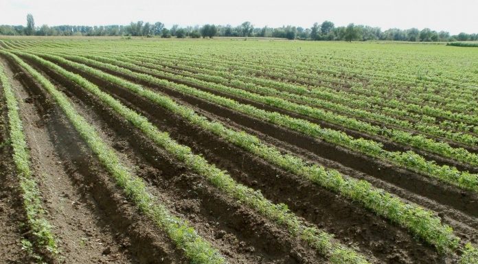 Los créditos de carbono para profesionales agrícolas se materializan: de 40 a 90 euros por hectárea suelos