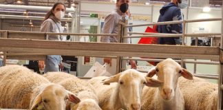 El Gobierno regula el reconocimiento de las organizaciones de productores y asociaciones de carne de vacuno, ovino y caprino