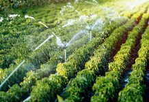 UPA denuncia que el Gobierno contempla reducciones de dotaciones de riego para todas las cuencas de Castilla-La Mancha riego