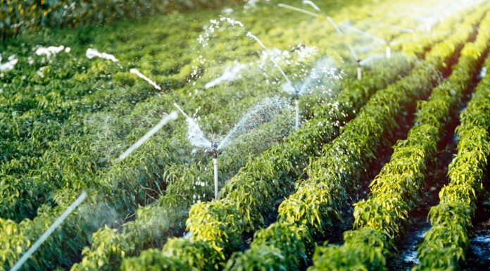 UPA denuncia que el Gobierno contempla reducciones de dotaciones de riego para todas las cuencas de Castilla-La Mancha riego