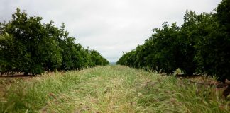 Publicados los importes unitarios definitivos de los ecorregímenes de la PAC 2023 suelos