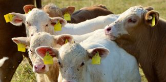 Fijados los importes del pago acoplado al vacuno de cebo para la campaña 2021 terneros