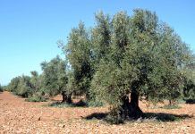 Comienza la recolección de la aceituna en Castilla-La Mancha olivos