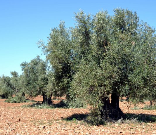 Comienza la recolección de la aceituna en Castilla-La Mancha olivos