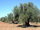 Comienza la recolección de la aceituna en Castilla-La Mancha olivos