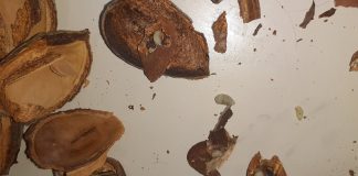 Advierten de la presencia de avispilla del almendro en La Mancha frutos cáscara