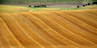 Desde Castilla y León piden sembrar en barbechos 500.000 hectáreas más de cereal para paliar conflicto en Ucrania cereal