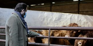 Núñez pide que Castilla-La Mancha exija el cese del ministro de Consumo, por sus ataque a la ganadería