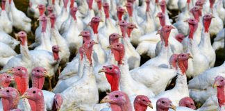 Declaran en Segovia primer foco de gripe aviar en especie doméstica en España