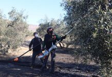 Las ayudas por los temporales incluirán la reducción de peonadas para acceder al subsidio recolección de aceituna