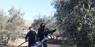 Recomendaciones para la contratación de extranjeros en la campaña de recolección de la aceituna recolección de aceituna