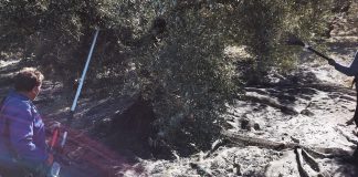 La cosecha de aceite de oliva de España rondará 1.250.000 toneladas ACEITUNA OLIVAR