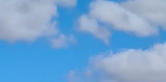 El arte de cargar un remolque de cepas “hasta las trancas”