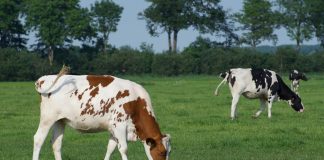 La ganadería europea “pagará cara” la revisión de la Directiva sobre emisiones industriales vacas