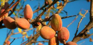 Comienzan a cotizar las variedades Marcona y Largueta con tendencia alcista de los precios en origen de las almendras almendro