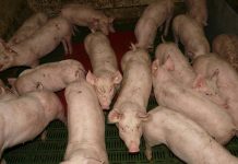 ¿Qué medidas de bioseguridad deben adoptar las explotaciones ganaderas ante la peste porcina africana?