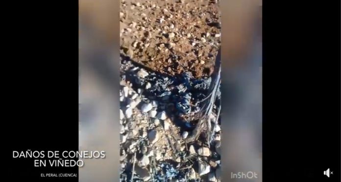 imagen video daños conejos viña