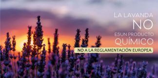 Una nueva reglamentación europea pone en peligro el cultivo de la lavanda