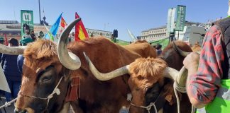 El sector lácteo reclama en Madrid contundencia contra los abusos de industria y distribución manifestación sector lácteo