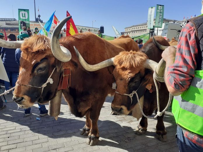 manifestación sector lácteo
