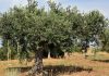 Llaman a la cautela con las previsiones de la próxima campaña de aceituna olivar