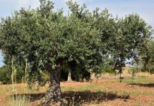 Llaman a la cautela con las previsiones de la próxima campaña de aceituna olivar
