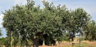 Reclama que intensifique la lucha contra los robos en el campo olivar