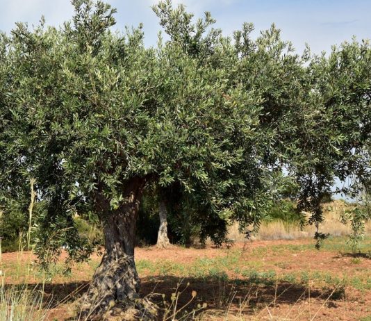 Llaman a la cautela con las previsiones de la próxima campaña de aceituna olivar