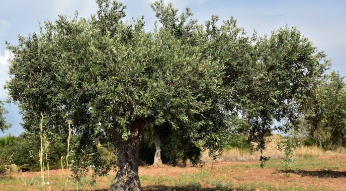 Llaman a la cautela con las previsiones de la próxima campaña de aceituna olivar