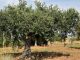 Llaman a la cautela con las previsiones de la próxima campaña de aceituna olivar