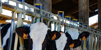 Advierten que el sector primario sufre una “tormenta perfecta que le hundirá del todo” vacas frisonas