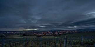 ¿Afectan las fases lunares en la poda de las viñas? noche