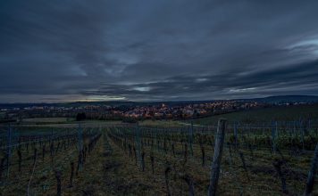 ¿Afectan las fases lunares en la poda de las viñas? noche