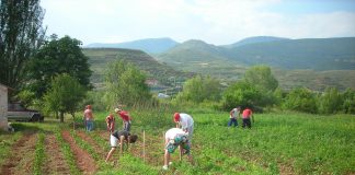 Ministerio de Agricultura convoca ayudas a procesos de integración de cooperativas por valor de 909.270 euros