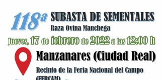 Comienza la temporada de subastas de sementales de raza ovina manchega